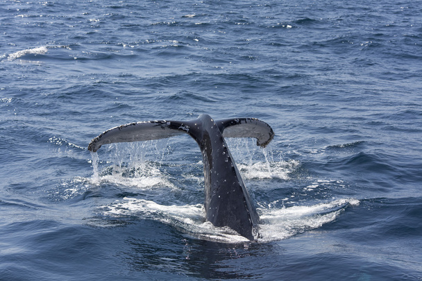 Salto de baleia no mar
 - Foto, Imagem