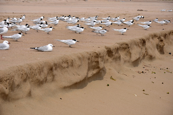 ptaki siedzą na plaży - Zdjęcie, obraz