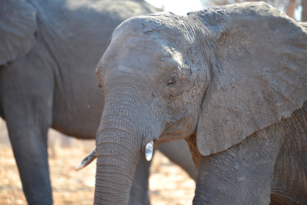 A Chobe afrikai elefánt - Fotó, kép