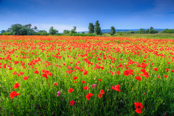 Όμορφο καλοκαιρινό τοπίο με κόκκινη παπαρούνα κατατεθεί - Φωτογραφία, εικόνα