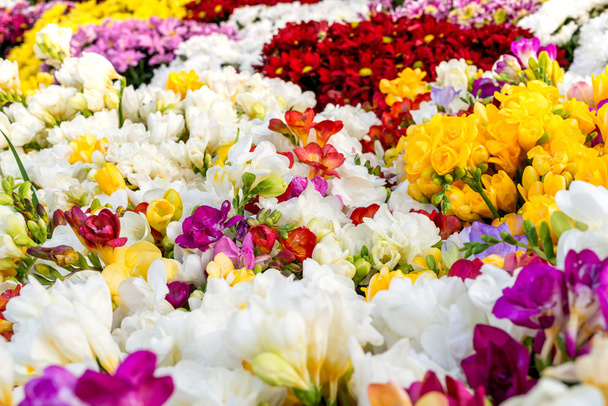 Variedad de coloridas freesias, fondo floral
 - Foto, Imagen