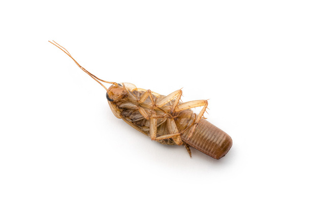 Dode Cockroach met eieren - Foto, afbeelding