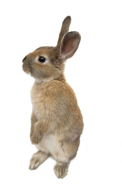 malý červený králík se na bílém pozadí - Fotografie, Obrázek