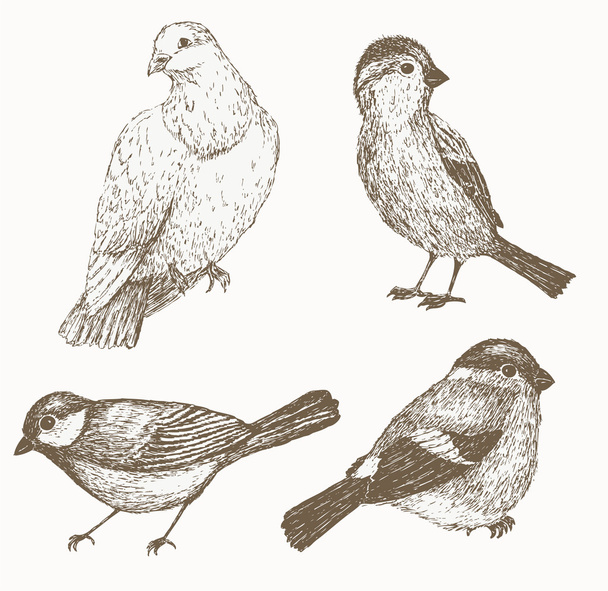 Bird set. Hand drawn - Vector, imagen