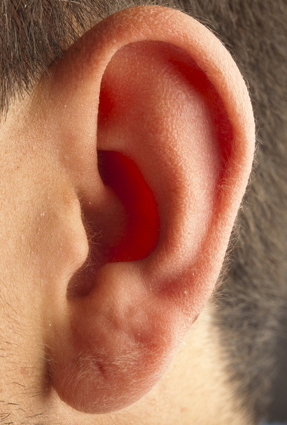 Gros plan de l'oreille
 - Photo, image