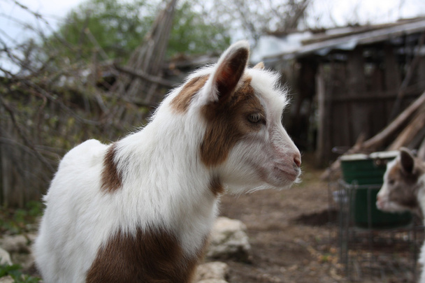 Goat farmyard - Photo, Image