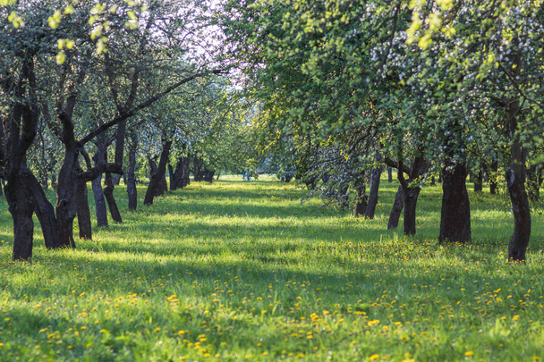 Çiçekli Elma Ağaçları - Fotoğraf, Görsel