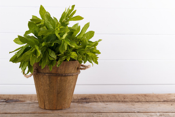 Mint in a bucket - Photo, Image