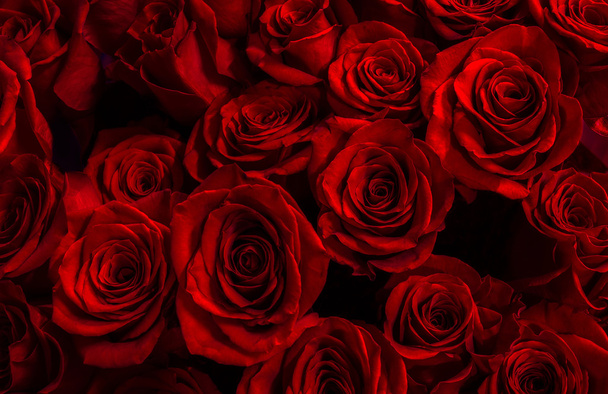  rose rosse isolate su fondo nero. Biglietto di auguri con ro
 - Foto, immagini