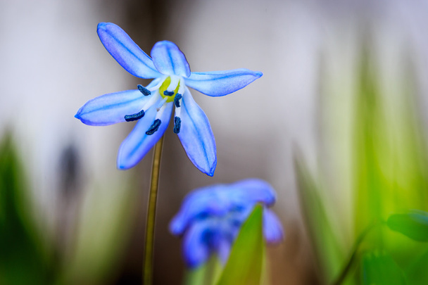nice blue wild flowers macro - Photo, Image