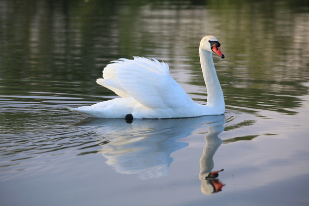 The White Swan "Cygnus olor
" - Фото, изображение
