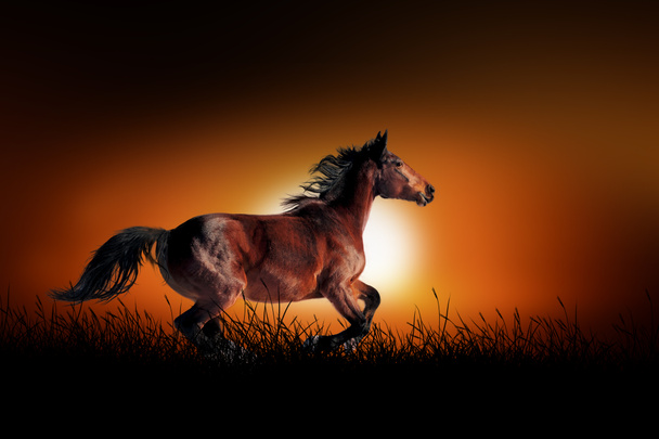 Лошадь на фоне заката
 - Фото, изображение