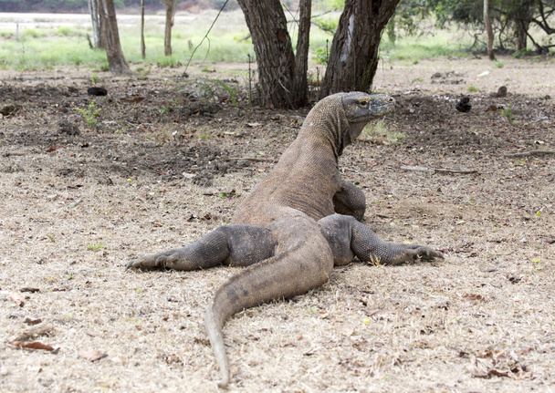 Komodo Dragon, the largest lizard in the world - Photo, Image