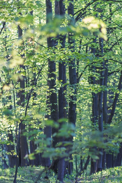  Parktaki ağaçlar - Fotoğraf, Görsel