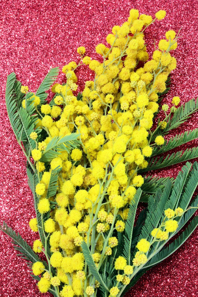 Mimose in fiore per la giornata internazionale della donna con gl rosso
 - Foto, immagini