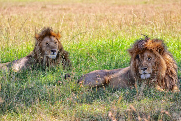 Zwei Löwen ruhen im Masai-Mara-Nationalpark  - Foto, Bild
