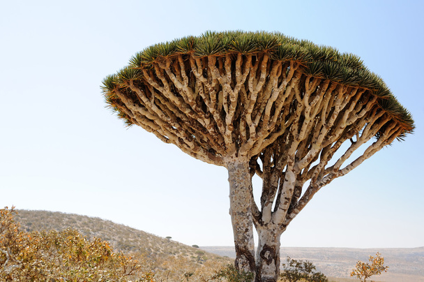 Dragon tree (Dracaena cinnabari) in Socotra island, Yemen - Valokuva, kuva