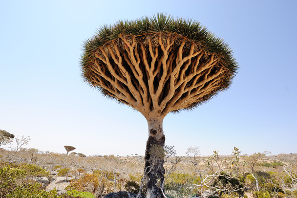 Dragon tree (Dracaena cinnabari) kaupungissa: Socotra saari, Jemen
 - Valokuva, kuva