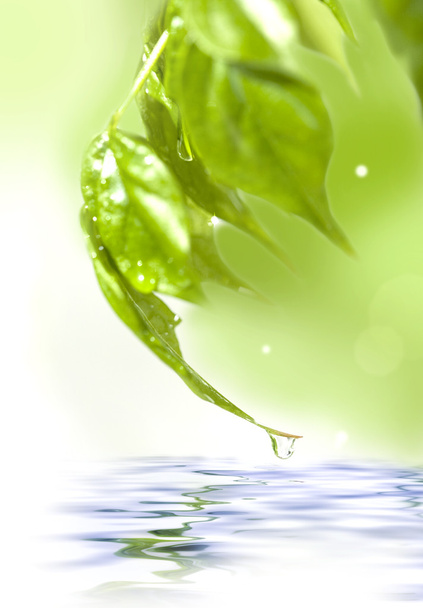 Green fresh leaves over water - Foto, Bild
