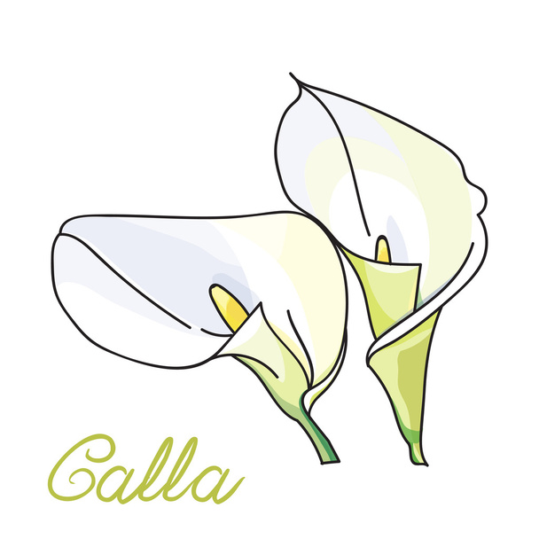 White calla lilies - Wektor, obraz