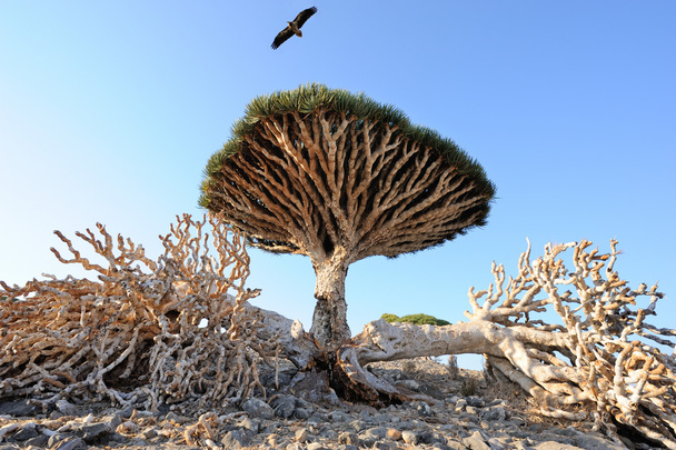 Dragon tree (Dracaena cinnabari) in Socotra island, Yemen - Valokuva, kuva