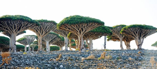 Dragon trees (Dracaena cinnabari) in Socotra island, Yemen - Valokuva, kuva