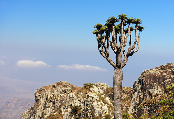 Yemen. Socotra island. Whimsical tree in Higghe mountains - Valokuva, kuva