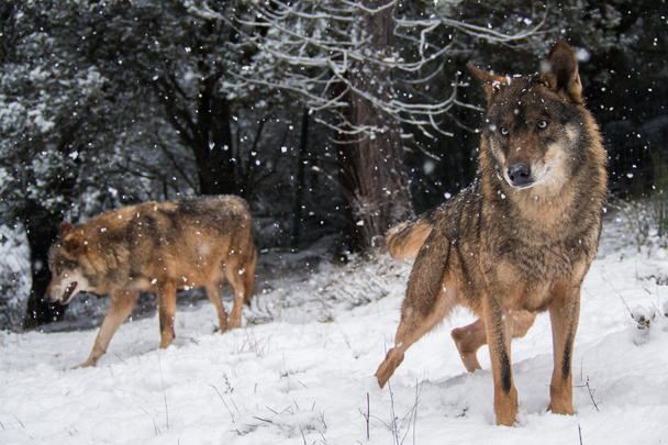 Pár Ibériai farkas a hó kék szemmel - Fotó, kép