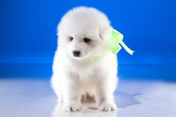 Bílé štěně psa Samoyedskaja - Fotografie, Obrázek