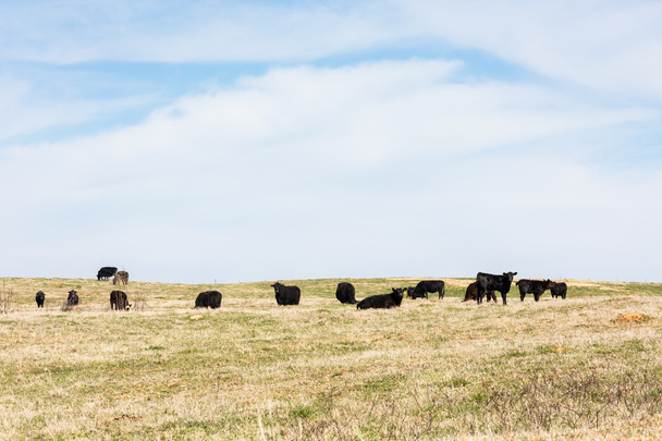 krávy na pastvině - Fotografie, Obrázek