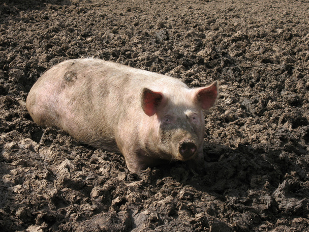 Cochon dans la boue
. - Photo, image