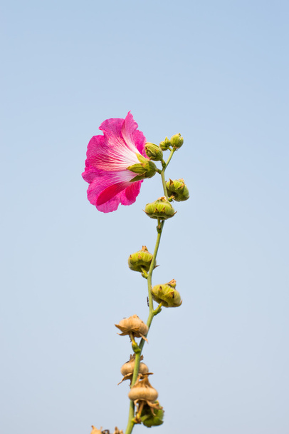 fleur fleurissant avec fond ciel
 - Photo, image