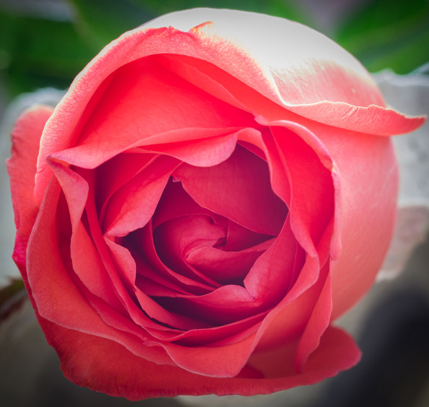 ολόφρεσκα τριαντάφυλλα, επιλεκτική εστίαση σε κοντινό πλάνο - Φωτογραφία, εικόνα
