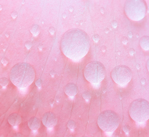 close up water drop on pink petal,selective focus - Photo, Image
