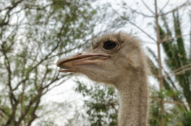 Primer plano de la cabeza de avestruz
. - Foto, Imagen