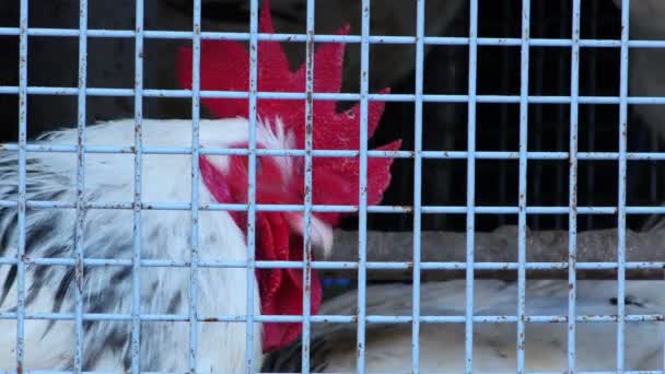 Group of Chicken in Metal Cage - Footage, Video