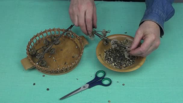 Man collecting seeds from dried Alcea rosea seedpods - Footage, Video