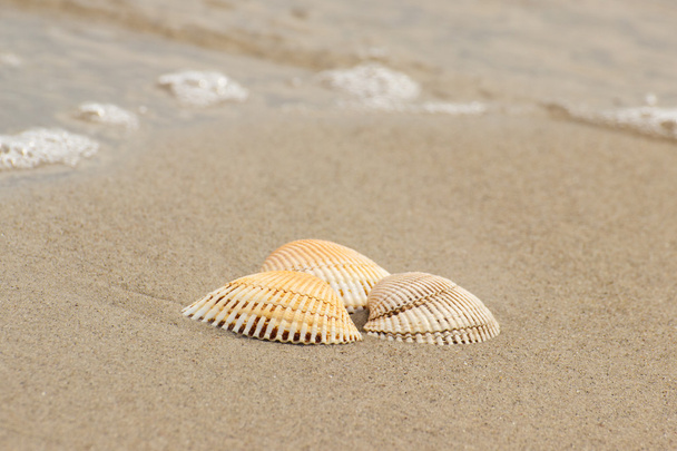 Seashells at the beach by the sea - Фото, изображение