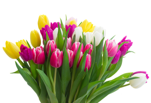 bouquet of  pink, purple and white  tulips - Фото, изображение