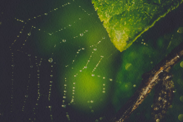 Spider Web Macro Фільтрований
 - Фото, зображення