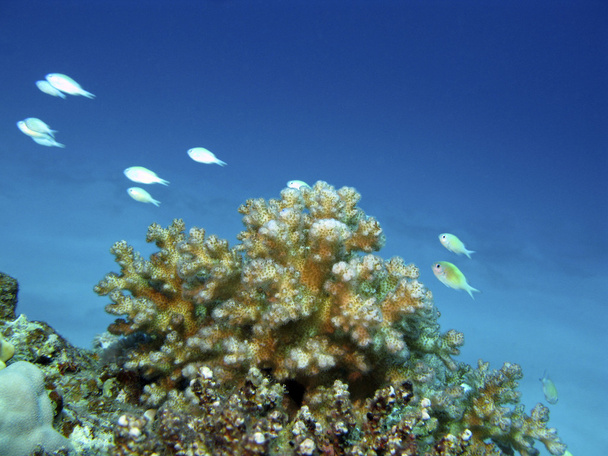 Koralliriutta eksoottisten kalojen kanssa
 - Valokuva, kuva