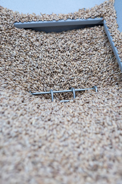 Malt seeds falling down - Photo, Image