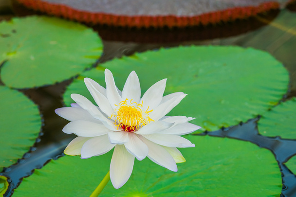 witte lotusbloem - Foto, afbeelding