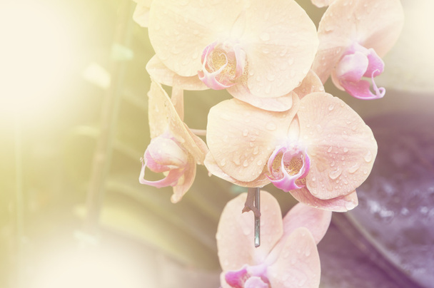 Spathoglottis Plicata pink orchids in garden - Photo, Image