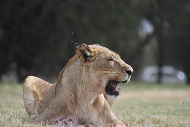 Löwin in Afrika - Foto, Bild