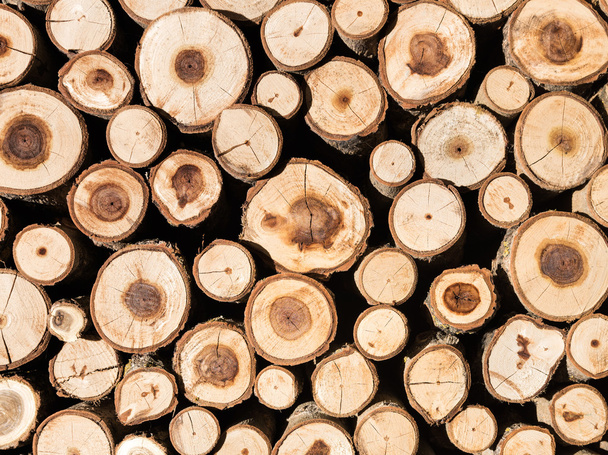 σωρός κορμών ξύλου - Φωτογραφία, εικόνα