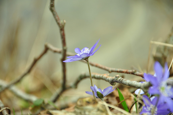 Fleur de printemps - une violette
 - Photo, image