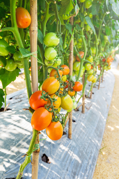 вирощування помідорів у польовому сільському господарстві
 - Фото, зображення