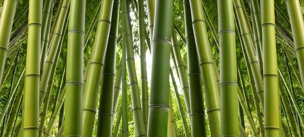 Árvore de bambu
 - Foto, Imagem