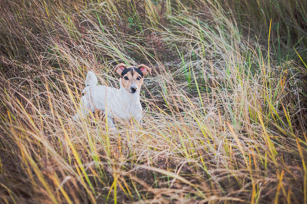 pies Jack Russell terrier - Zdjęcie, obraz